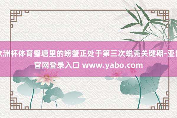 欧洲杯体育蟹塘里的螃蟹正处于第三次蜕壳关键期-亚博官网登录入口 www.yabo.com