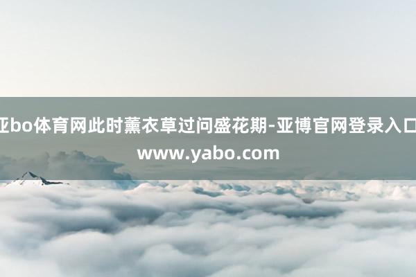 亚bo体育网此时薰衣草过问盛花期-亚博官网登录入口 www.yabo.com